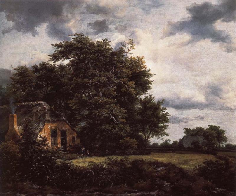Jacob van Ruisdael Cottage under the trees near a Grainfield oil painting image